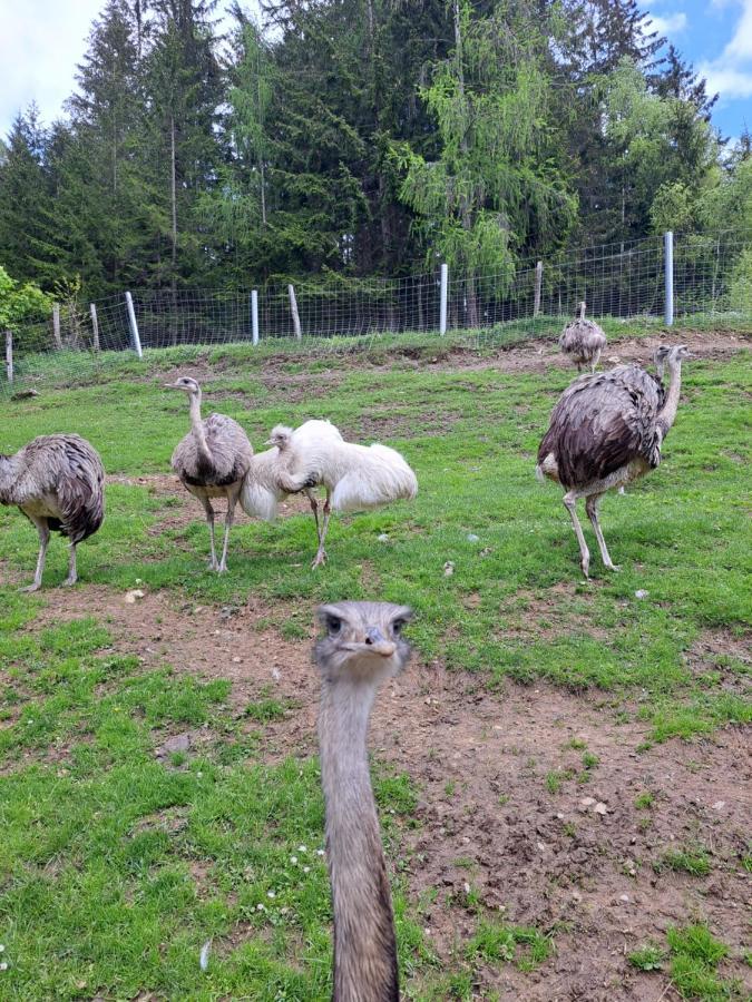 Erlebnisbauernhof Gutschi Ranch Kamp Eksteriør bilde