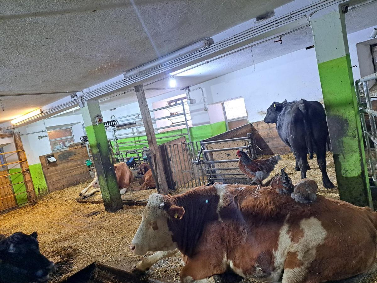 Erlebnisbauernhof Gutschi Ranch Kamp Eksteriør bilde